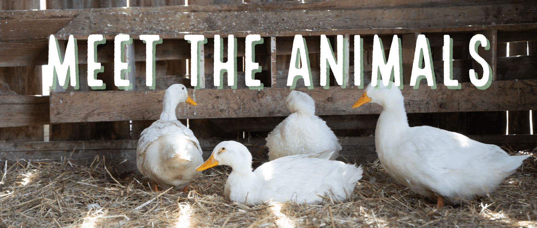 Ducks in the barn at Pingle's Farm Market. 